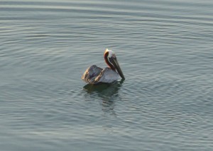 Pelikane