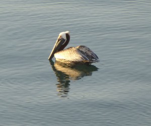 Pelikane