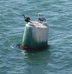 Kormoran und Pelikan