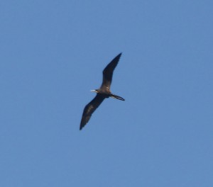 Fregattvogel