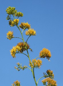 Agave mit Besucher