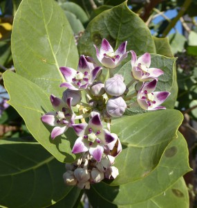 Flora