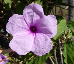 Flora