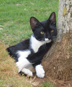 Hotelkatzen