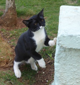 Hotelkatzen