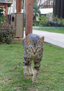 Hotelkatzen