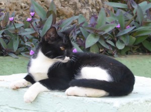 Hotelkatzen