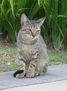 Hotelkatzen
