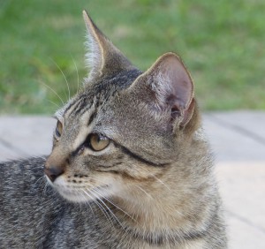 Hotelkatzen