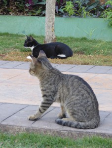 Hotelkatzen