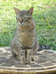 Hotelkatzen