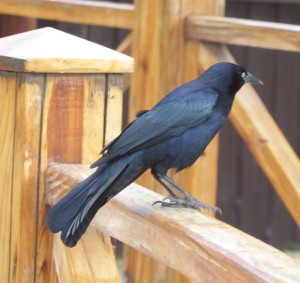 zur Abwechslung mal ein Vogel