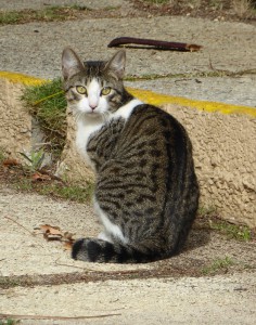 Hotelkatzen