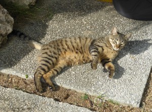 Hotelkatzen