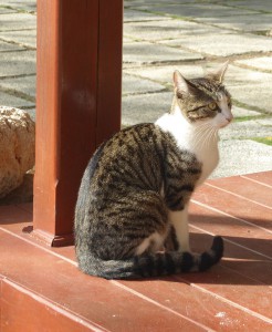 Hotelkatzen