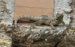 kleiner Hausdrache