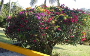dreifarbige Bougainvillea