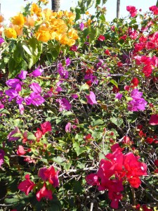 dreifarbige Bougainvillea