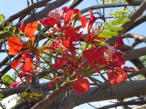 blühender Baum