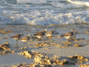 Vögel am Strand