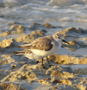 Vögel am Strand