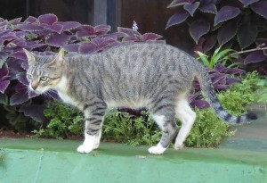 Hotelkatzen