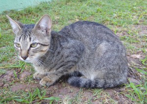 Hotelkatzen