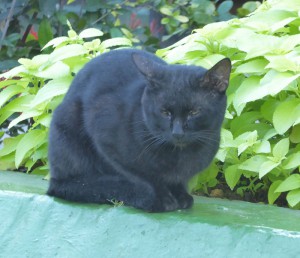Hotelkatzen
