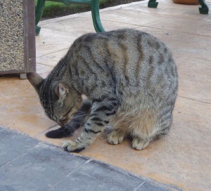 Hotelkatzen