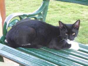 Hotelkatzen