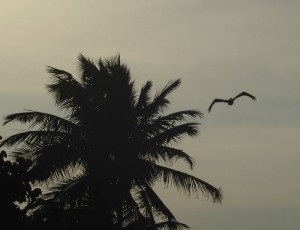 Strandspaziergang mit Pelikan