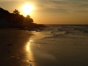Strandspaziergang mit Pelikan