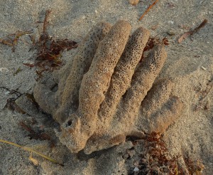 Strandfundstücke