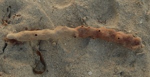 Strandfundstücke