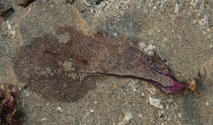 Strandfundstücke