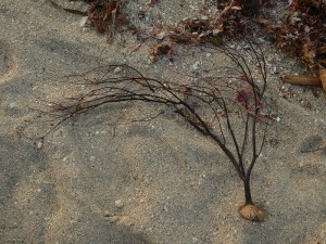 Strandfundstücke