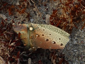 Strandfundstücke