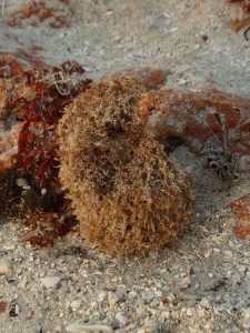 Strandfundstücke