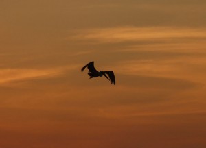 Strandspaziergang mit Pelikan