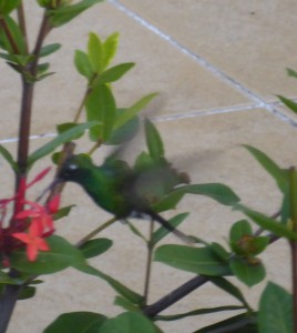 Kolibri-Suchbild