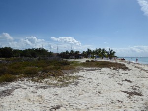 Spaziergang in die Mangroven