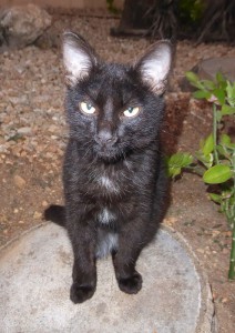 Wachkatze