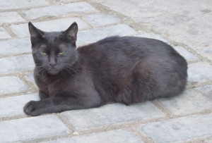 Katzen von Havanna