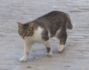 Katzen von Havanna