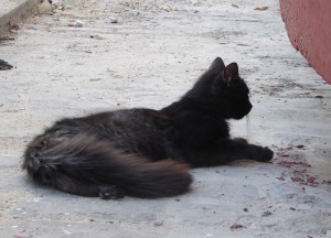 Katzen von Havanna