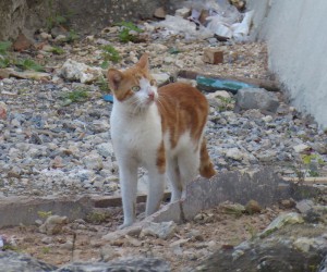 Katzen von Havanna