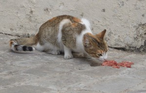 Katzen von Havanna