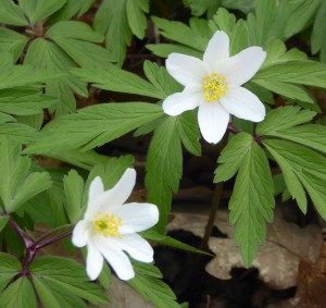 Blüten im Wald