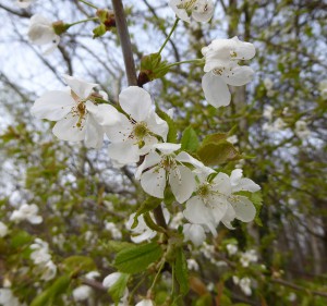 Kirschblüten