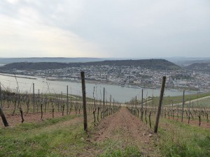Weinberge